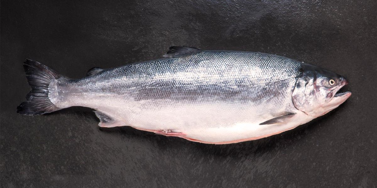 salmón de exportación Invermar, Atlantic salmon from chile 