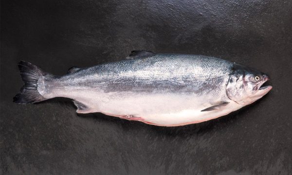 salmón de exportación Invermar, Atlantic salmon from chile