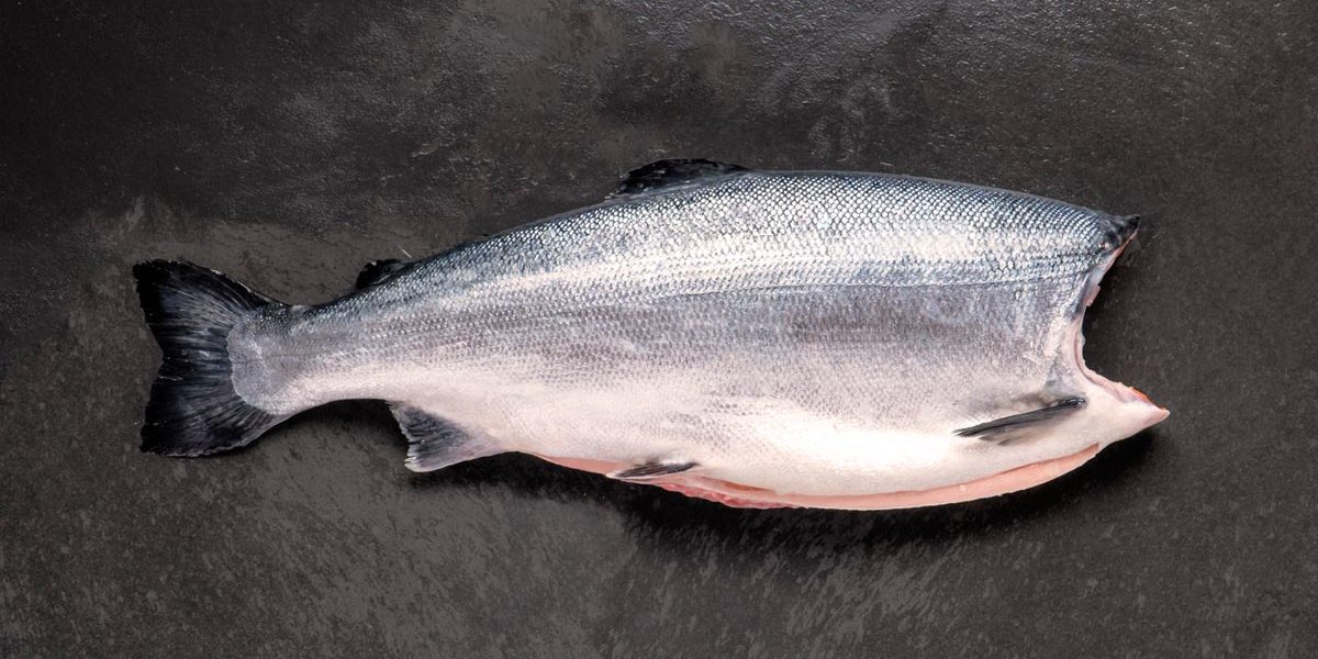 salmón de exportación Invermar, Atlantic salmon from chile