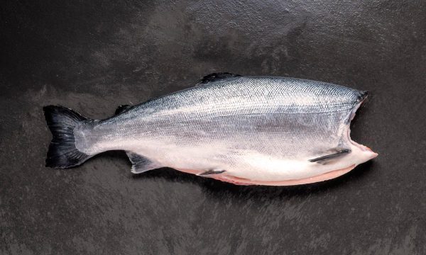 salmón de exportación Invermar, Atlantic salmon from chile