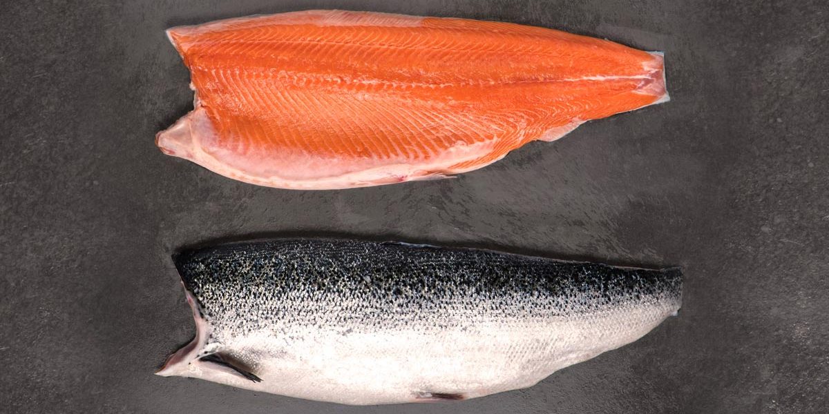 salmón de exportación Invermar, Atlantic salmon from chile 