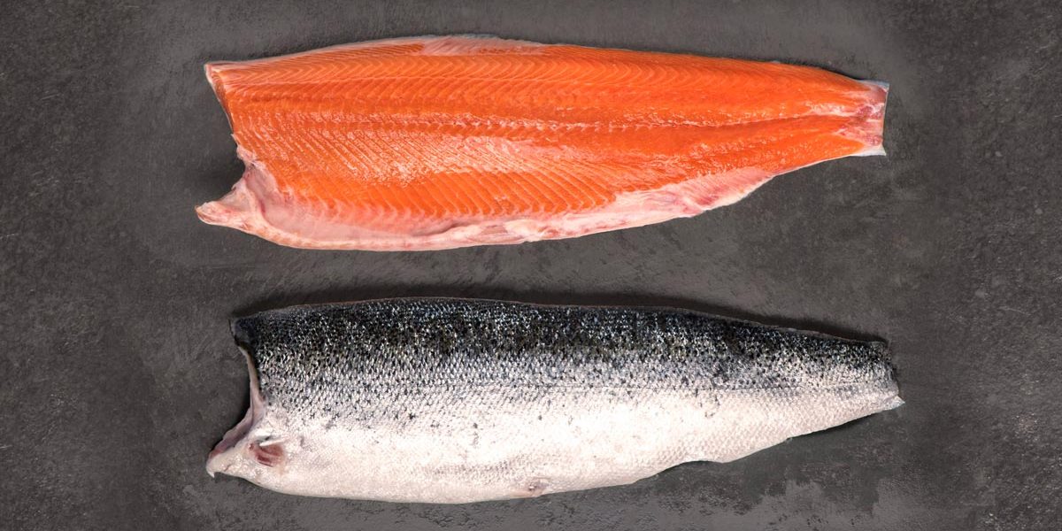 salmón de exportación Invermar, Atlantic salmon from chile