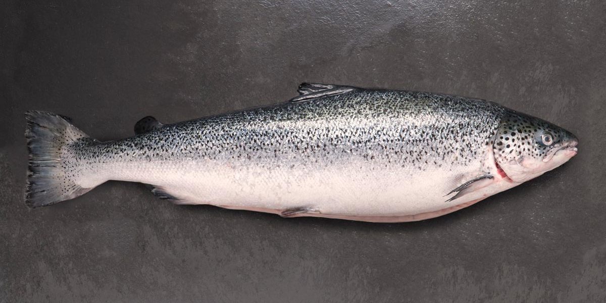 salmón de exportación Invermar, Atlantic salmon from chile