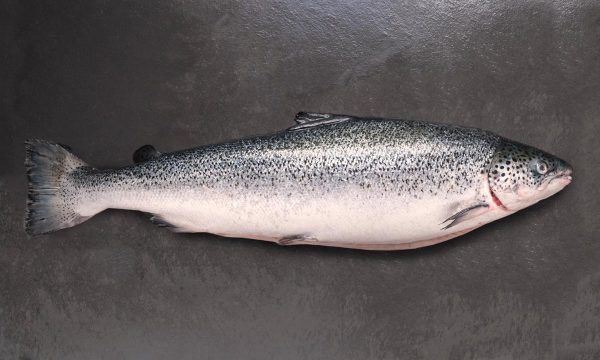 salmón de exportación Invermar, Atlantic salmon from chile