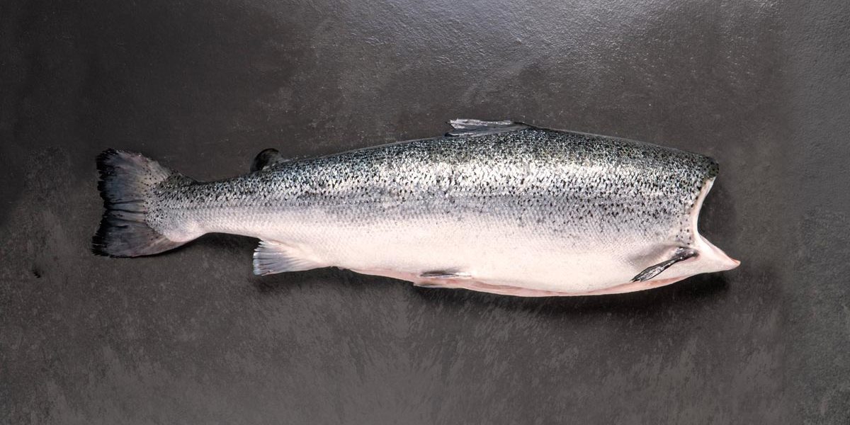 salmón de exportación Invermar, Atlantic salmon from chile 