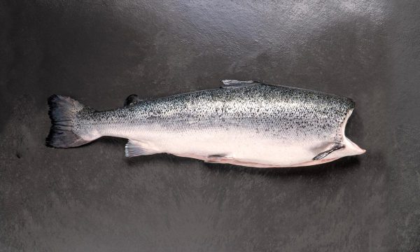 salmón de exportación Invermar, Atlantic salmon from chile